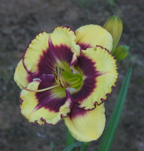 1001 Pinewood Gardens