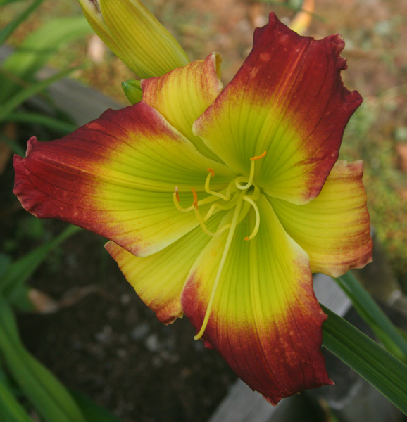 1091 Pinewood Gardens