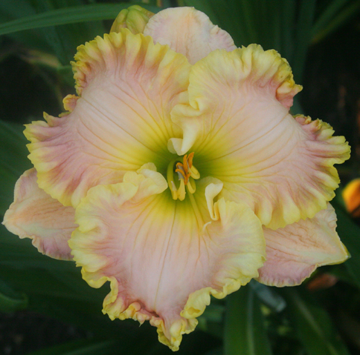 861 (1) Pinewood Gardens