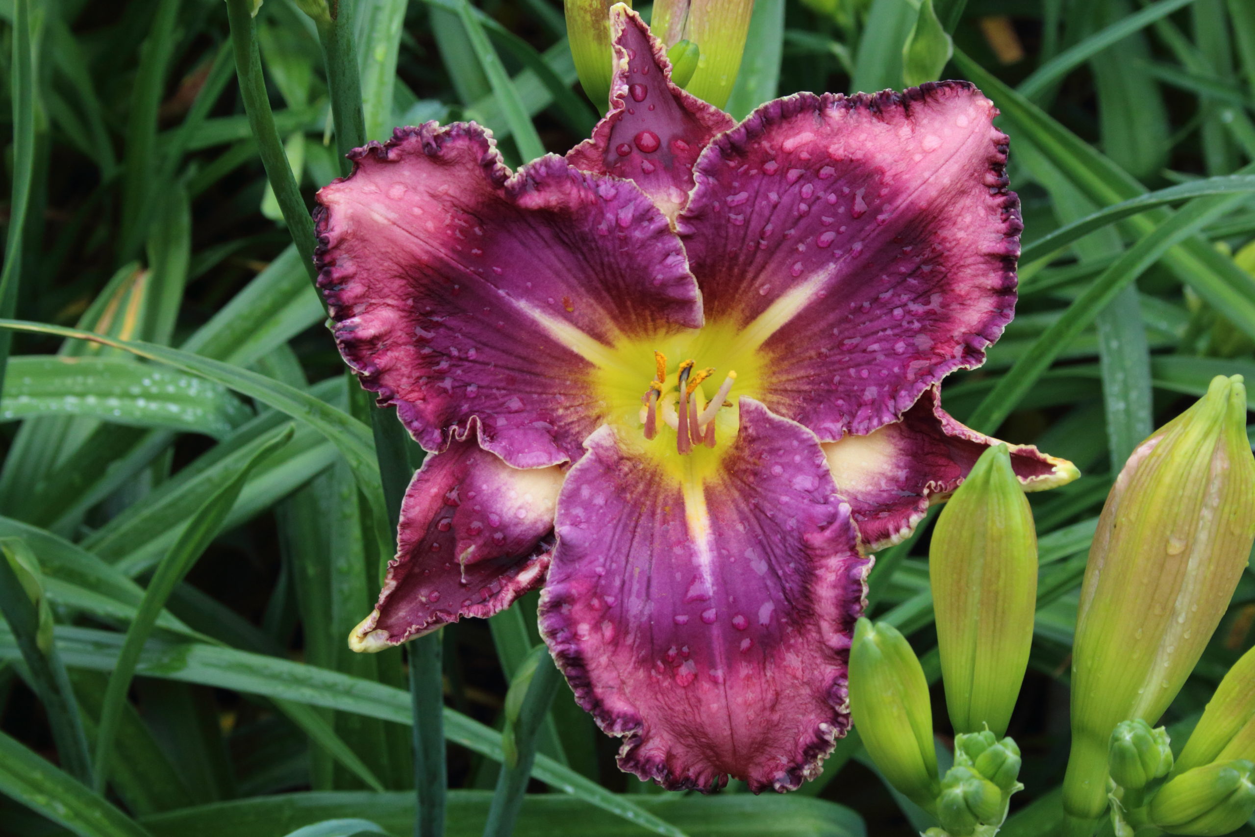 5601 Pinewood Gardens