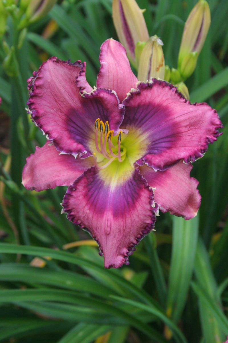 Molly Marie Pinewood Gardens