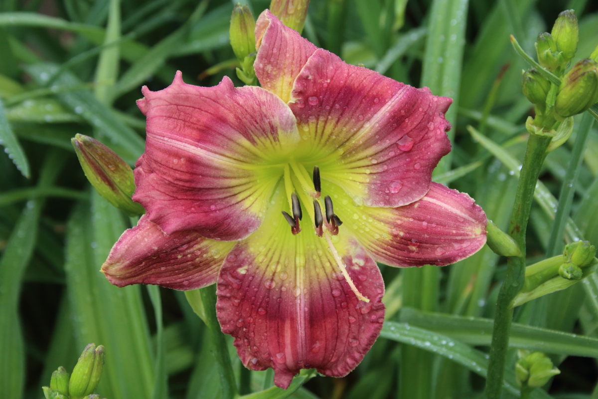 2261 Pinewood Gardens