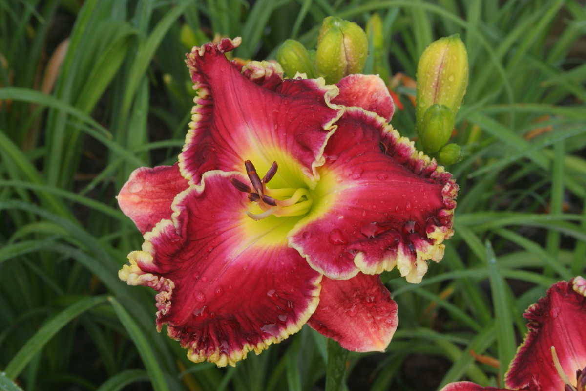 SOTR1 Pinewood Gardens