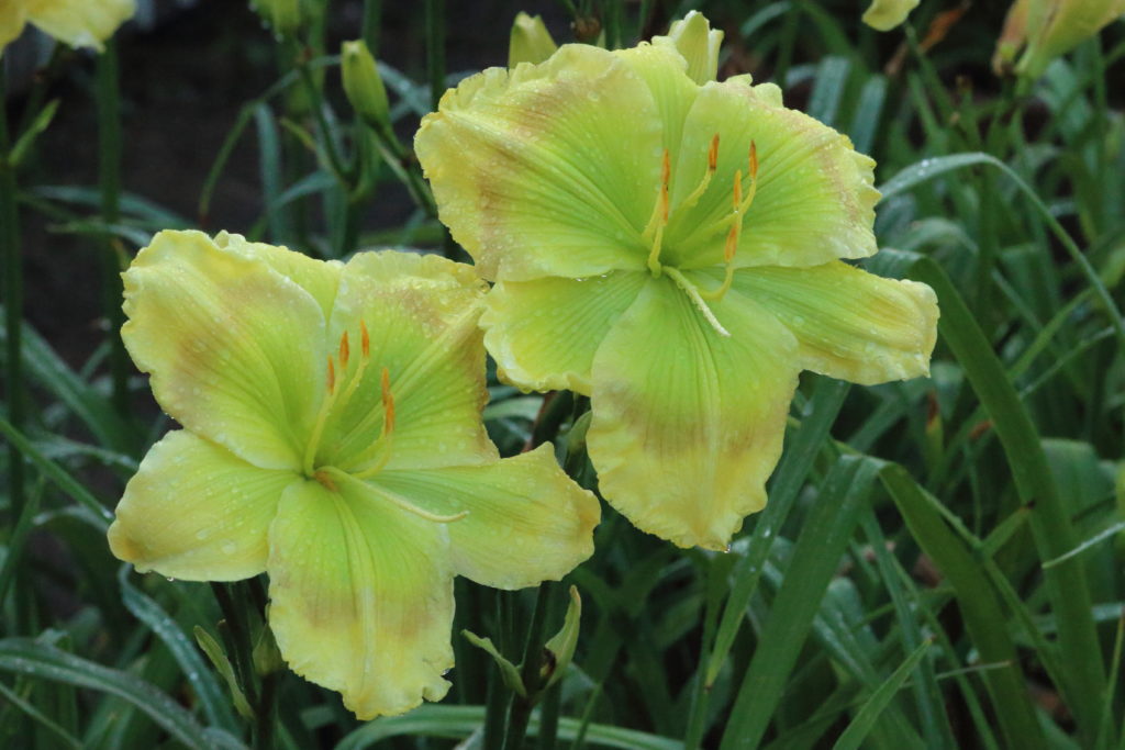 7161d Pinewood Gardens