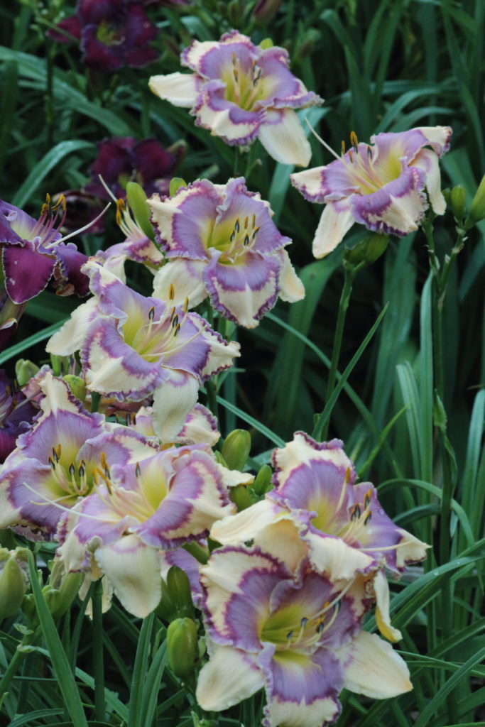 8042e Pinewood Gardens