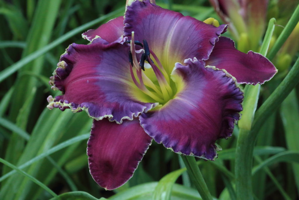 Pinewood Miracle Worker - Pinewood Gardens